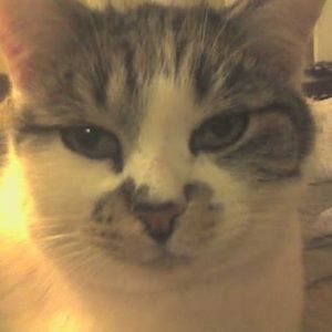 Meet your Posher, Cynthia